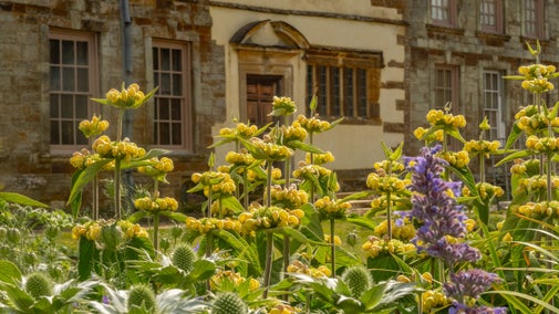 Purple and yellow blooms in front of the back of Canons Ashby House